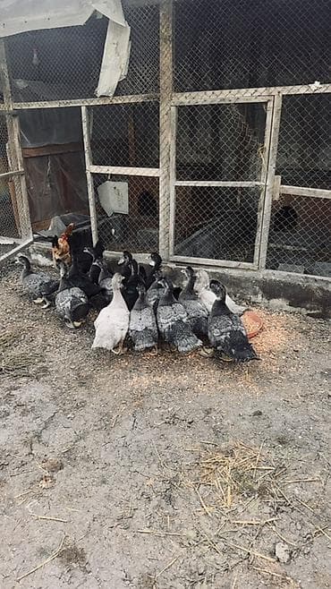 danisan quslar: Muscovy ördək balaları (barbariska) – təsərrüfatda böyüdülmüş, aktiv — 3