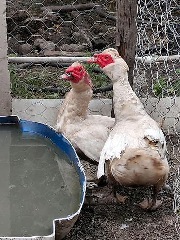 cex quşlar: SALAM XAÇMAZDA HƏR CÜRƏ CİNS DAMAZLIQ LAL ÖRDƏKLƏR SATILIR BÖYÜK — 6