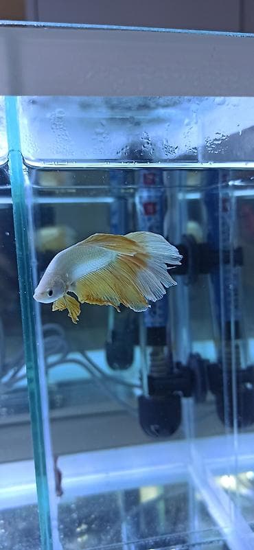akvarium: Betta (Petuşok balığı), Ünvandan götürmə — 2