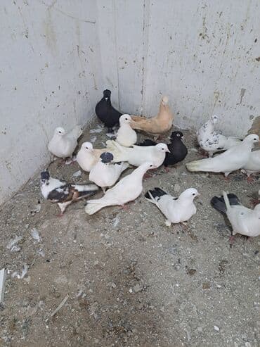 Gəmiricilər: Salam. goyercinler kom 6 manat tek tek 8 manat. goyercinle Bakının — 4