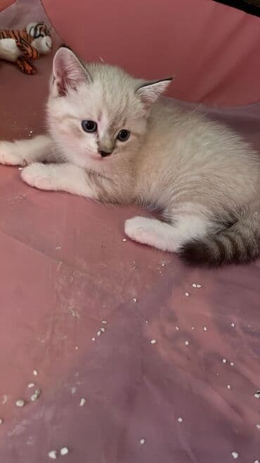 кошки на продажу: Şinşilla, Dişi, Erkək — 2