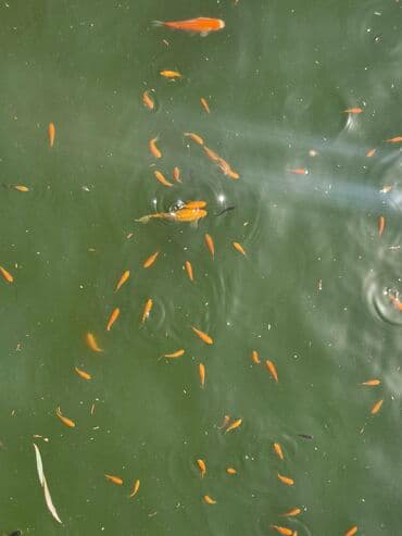 oskar balığı: Koi, Sülhsevər, Ünvandan götürmə — 7