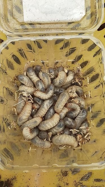 balıq qiyməti: Balıq ovu üçün böcəy süfrəsi — 1