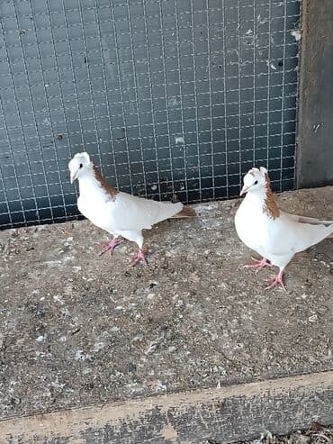 Gəmiricilər: Cütdülır . ideal quşlardır. heç bir qüsurları yoxdur . cüt satılır — 2