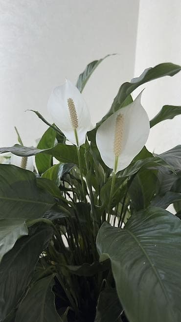 təbii dibçək gülləri: Spathiphyllum (Sülh zanbağı) – böyük, sıx yarpaqlı, dekorativ otaq — 3