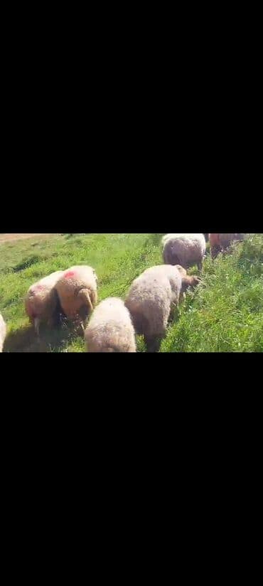 bakida cins ineklerin satisi: Dişi, il: 2, 50 kq, Damazlıq, Ünvandan götürmə — 13