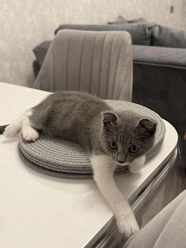 angora pişik: Şotland yastı qulaq, Dişi, Yaxşı əllərə, Ünvandan götürmə — 3