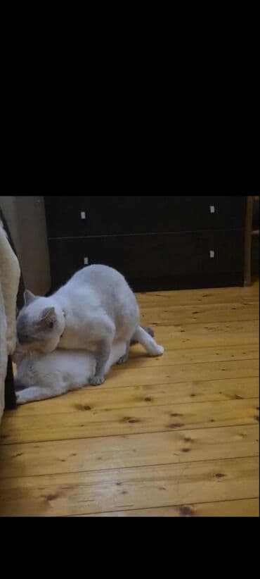 мейн кун купить в баку: Şinşilla, Erkək, Cütləşmə üçün, Ünvandan götürmə, Ödənişli çatdırılma — 2