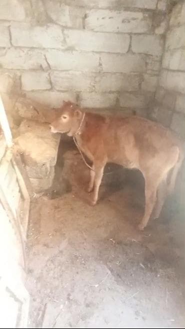 Dişi buzov satılır sağlam heyvandır 4 aylıqdı