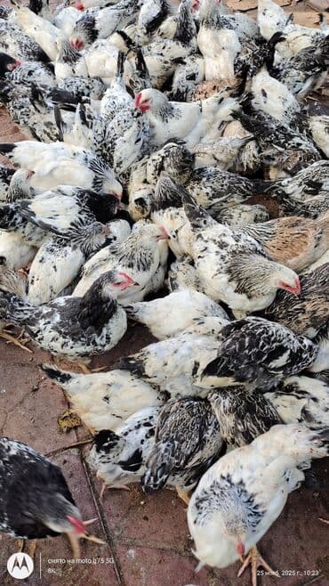 quş qaz: Toyuq cücələri, Damazlıq — 2