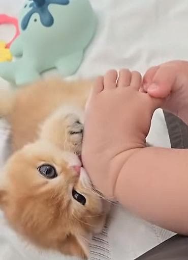 profil ucun pisik sekilleri: Qızıl şinşilla, Erkək, Yaxşı əllərə, Ünvandan götürmə — 4