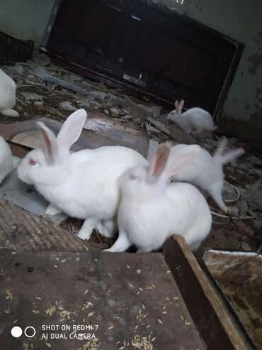 Daraq panellər: Ağ rəngli ev dovşanları – bir neçə fərqli fərd - Rəng: tam ağ — 8