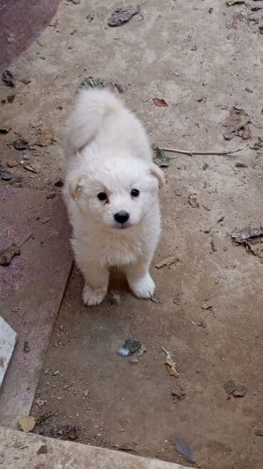 guclu itler: Zvonok, 2 ay, Dişi — 2