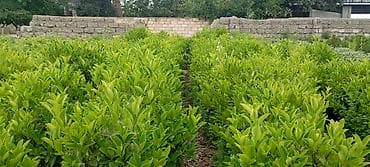 Çöl bitkiləri: Prunus laurocerasus (dağdağan/defnevişnə) dekorativ kol bitkiləri – — 4