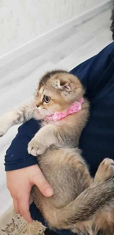 sotland pişik: Qızıl şinşilla, Dişi, Yaxşı əllərə, Ünvandan götürmə — 4