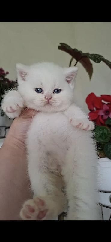 Şotland uzun tüklü