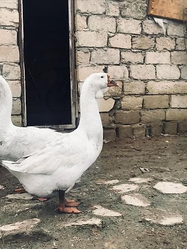 Heyvanlar üçün mallar: Dişi, Damazlıq, Ödənişli çatdırılma — 1