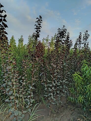 zeytun satışı: Hər növ ağac tinglerinin satışı — 8