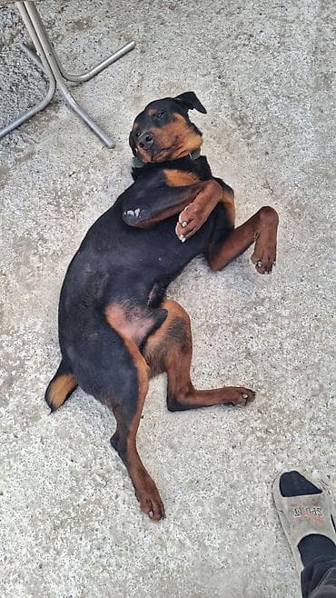 it sahiblenme: Doberman, 10 ay, Erkek — 4