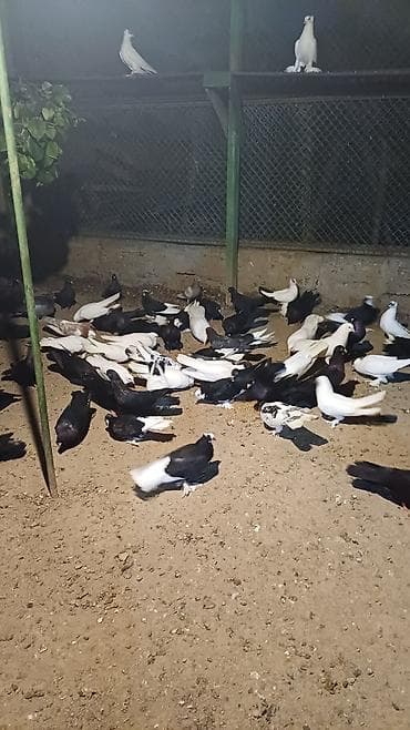 quş xana: Məhsul: Qabarlı ayaqlı dekorativ göyərçinlər (qarışıq rənglər) — 6