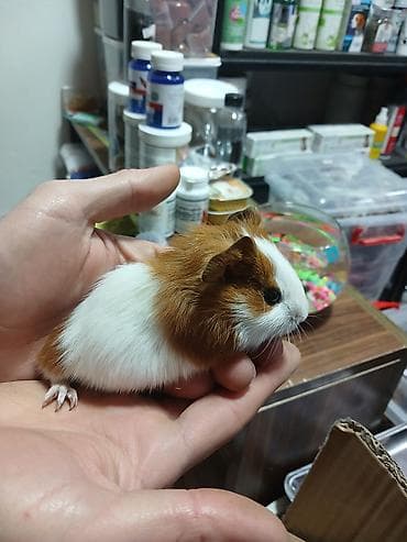 Dəniz donuz( marskoy svinka) balaları satılır. Ailə mühitinə