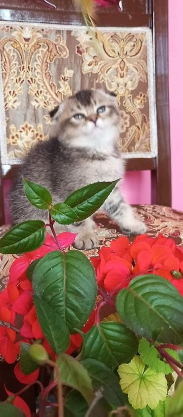 mingəcevir pişik: Şotland — 6