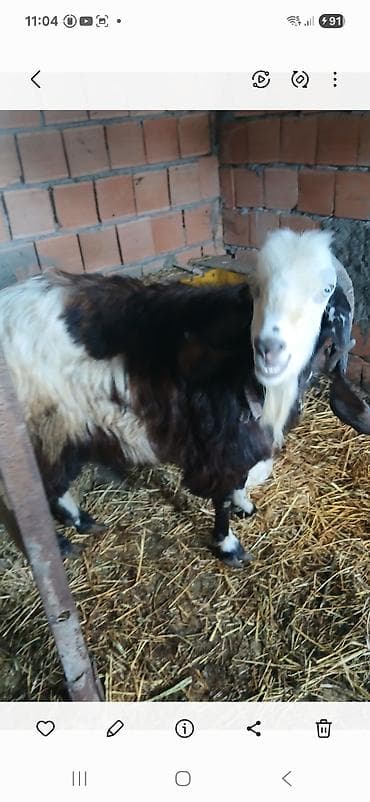 heyvan satisi: Təktəkde satlır cudə istiyan bu nomene əlaqə saxlasın 0506354123 — 1