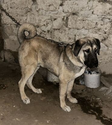 cau cau iti: Kanqal, 7 ay, Erkek, Peyvəndli, Ünvandan götürmə — 2
