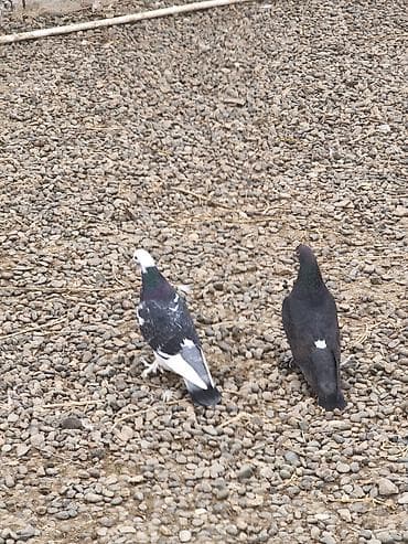 tovuz quşu yumurtası: Erkek maya hazır çüt ikiside oynaqdı ayaq lələklərı belə deyil — 1
