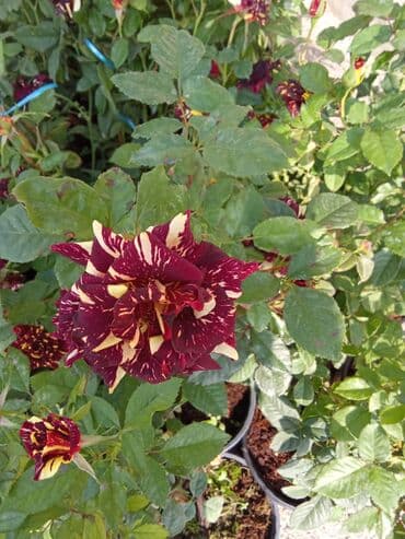 shit: Dekarativ bitgilerin satişi — 15