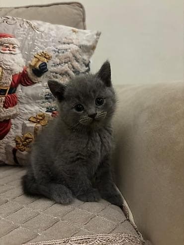 Şotland yastı qulaq