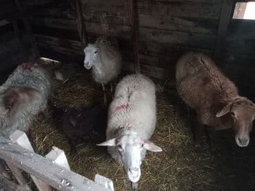 Inəklər, öküzlər: Diqqətlə oxu sonra zəng elə! 4 ədəd qoyun satılır! 3 ədəd qoyun — 4