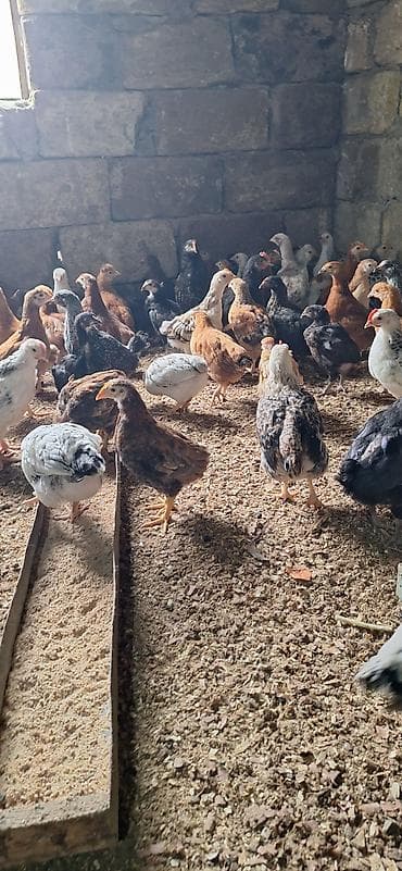 toyug cuce: Toyuq cücələri, Damazlıq — 5