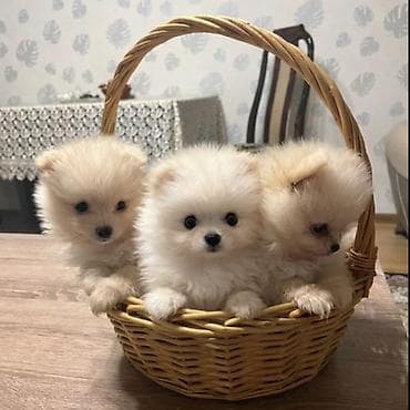 ucuz pisik: Şpitz — 2