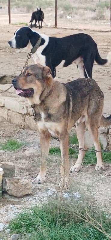 отдам в хорошие руки маленькую собачку: Qurdbasar, 2 il, Erkek, Peyvəndli, Pulsuz çatdırılma — 17