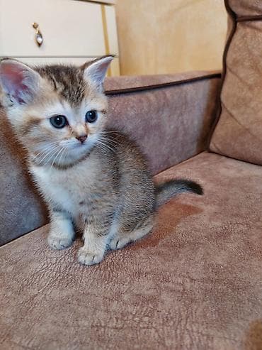 syam pişik: Britan — 2