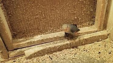 ucuz dana: Məhsul: Sevda papuqaları (lovebird) Təsvir: - Şəkillərdə müxtəlif — 3