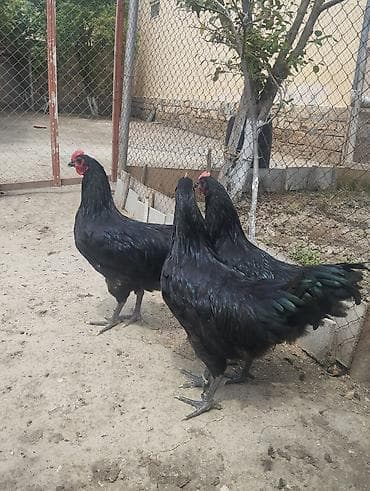 Toyuqlar: Toyuq, Australorp, Damazlıq, Ünvandan götürmə — 3