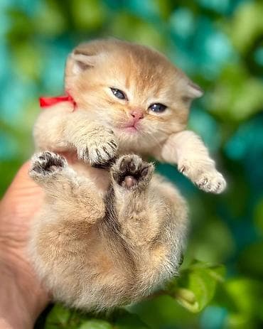 dişi quzu: Britan, Dişi — 4