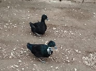 2 ədəd ərkək dişi iksi birlikdə satılır . Təmiz kayuqadı