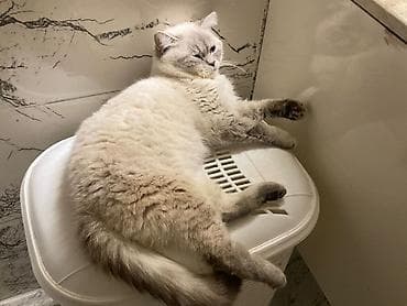 pisik cutlesme: Britan — 2