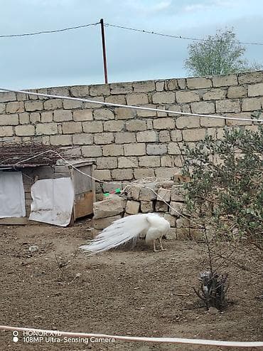 Bir cün Ağ tovuz quşu – bir ədəd də qaraqanad dişi. Heyvanlar hamısı