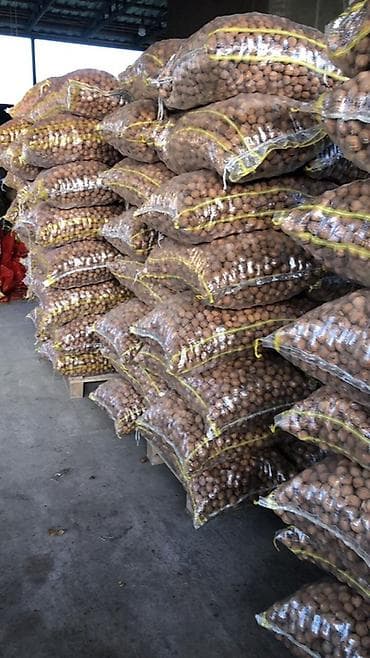 Bal: Məhsul: Qabıqlı qoz (butulkada torbalarda) Krasnadar qozu Topdan — 2