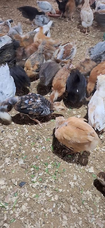 kend cucesi: Toyuq cücələri, Damazlıq — 2