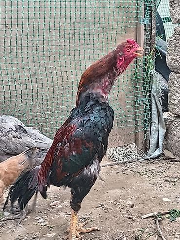 heyratı samo: Salam aleykum Allah hamının malına bərəkət versin gördüyünüz bu beçə 9 — 5