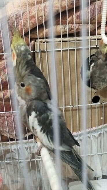 at şəkilləri: Nimfa tutuquşuları (Cockatiel) – boz-ağ lələklər, sarı çəngəl və — 1