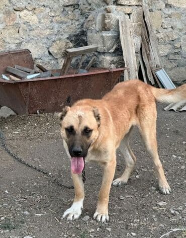 сколько стоит собака бу: 11 месяцев, Самец, С прививками — 2