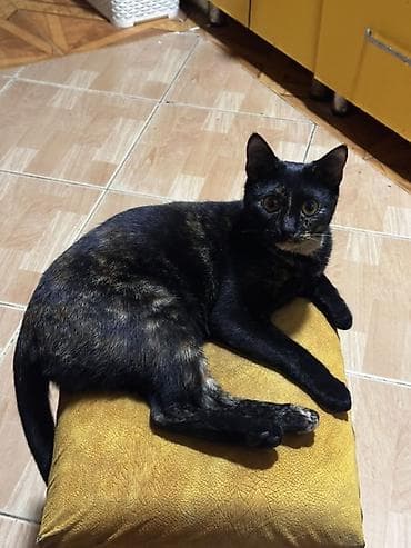 pişik adları qız: Dişi, Yaxşı əllərə — 2