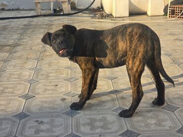 cane corso satisi: Kane-Korso, 3 ay — 4