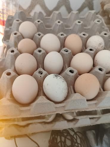 Brama yumurtasi - Karton altlıqlarda yığılmış təzə toyuq yumurtaları lalafo.az -da Brama yumurtasi - Karton altlıqlarda yığılmış təzə toyuq yumurtaları